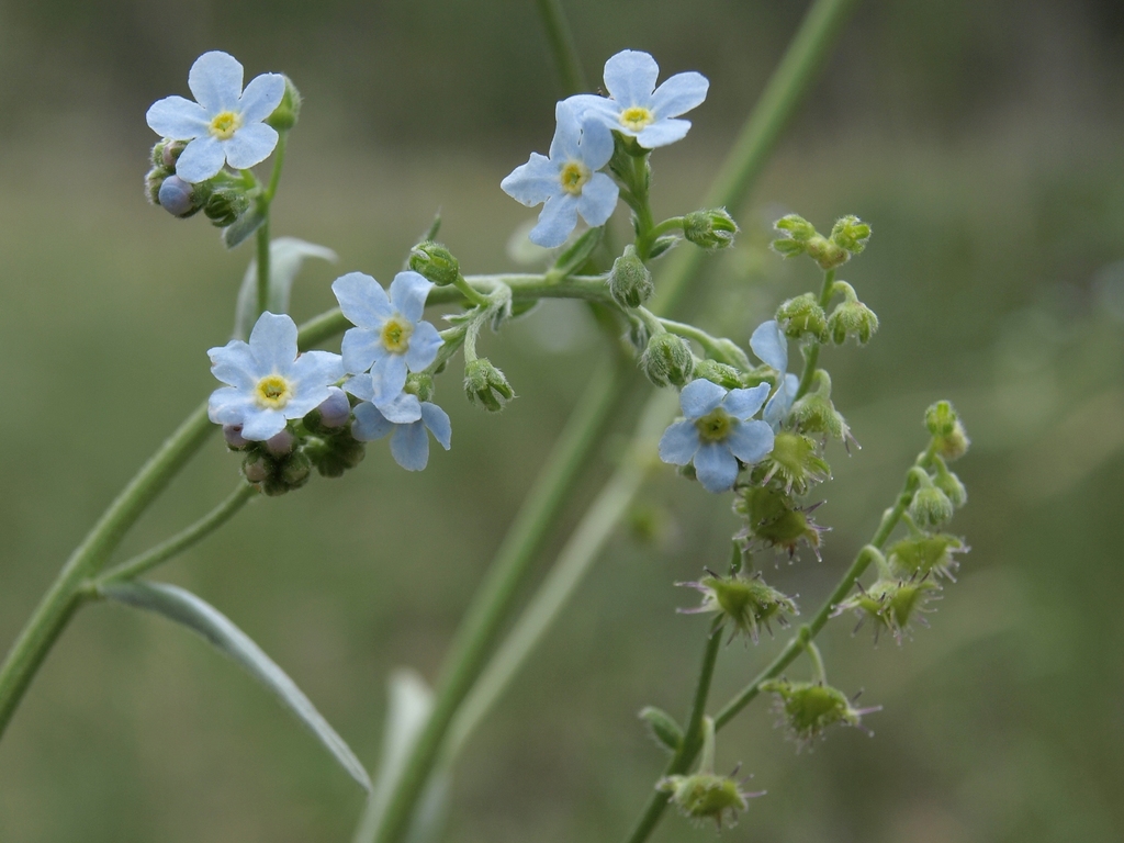 Hackelia brevicula (Poison canyon stickseed), native California herb