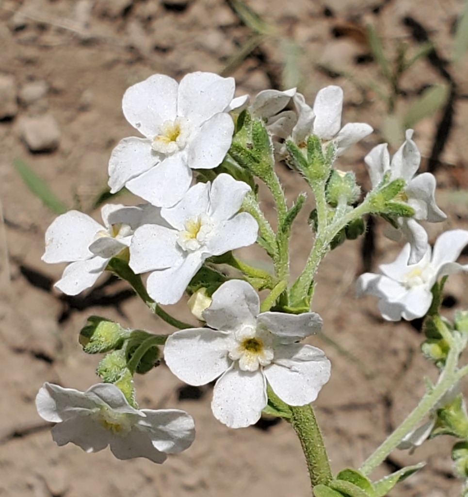 Hackelia californica (California stickseed), native California herb