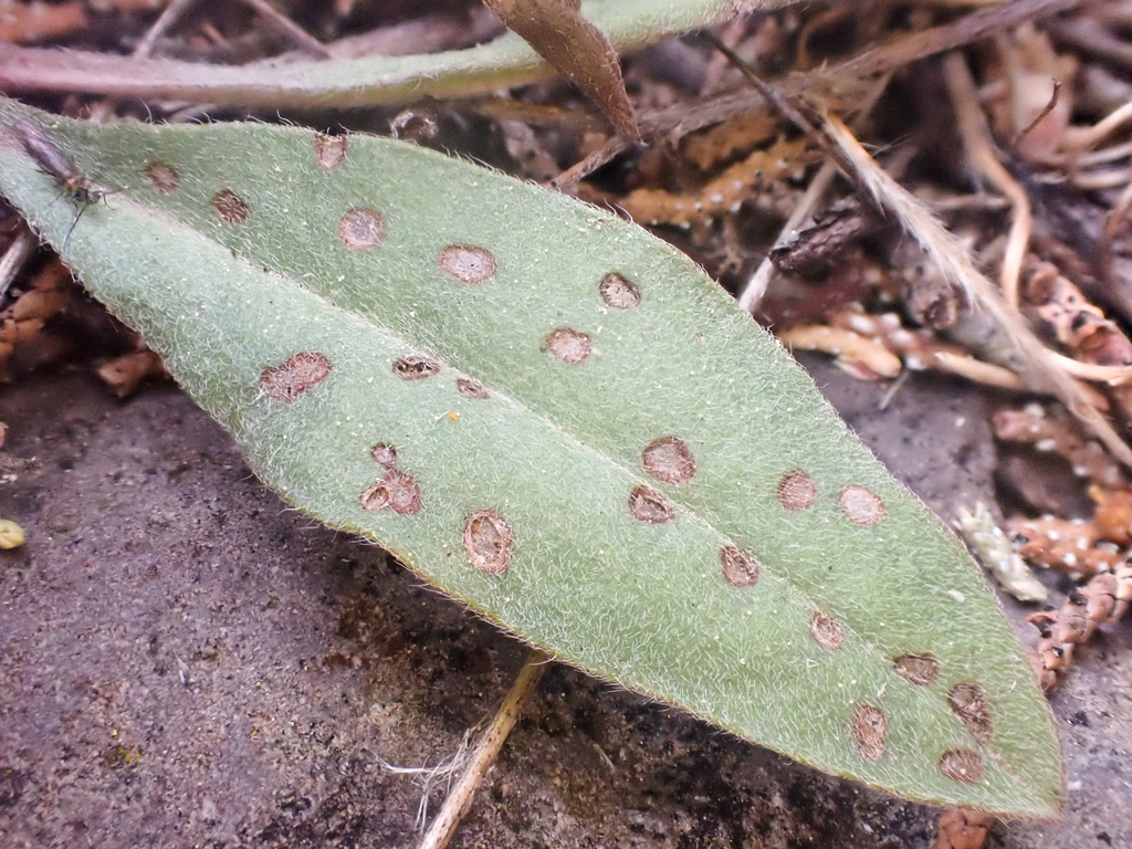 Hackelia cusickii (Cusick's stickseed), native California herb