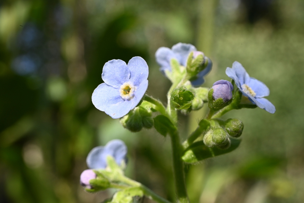 Hackelia floribunda (Many-flowered stickseed), native California herb