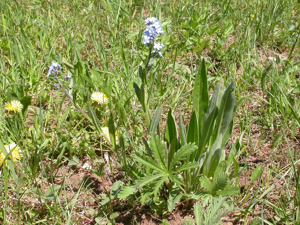 Hackelia micrantha (Jessica's stickseed), native California herb