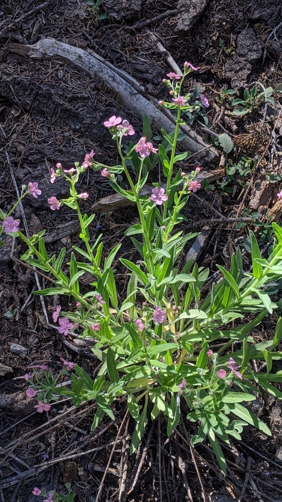 Hackelia mundula (Pink-flowered stickseed), native California herb