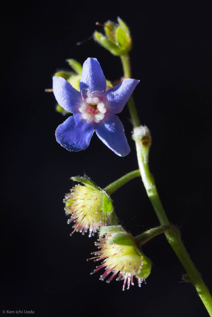 Hackelia nervosa (Sierran stickseed), native California herb