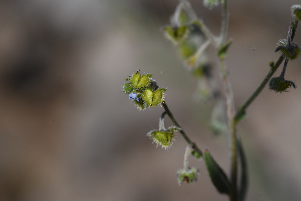 Hackelia setosa (Bristly stickseed), native California herb