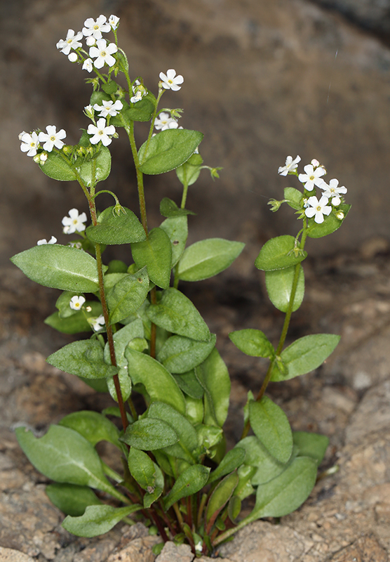 Hackelia sharsmithii (Sharsmith's stickseed), native California herb