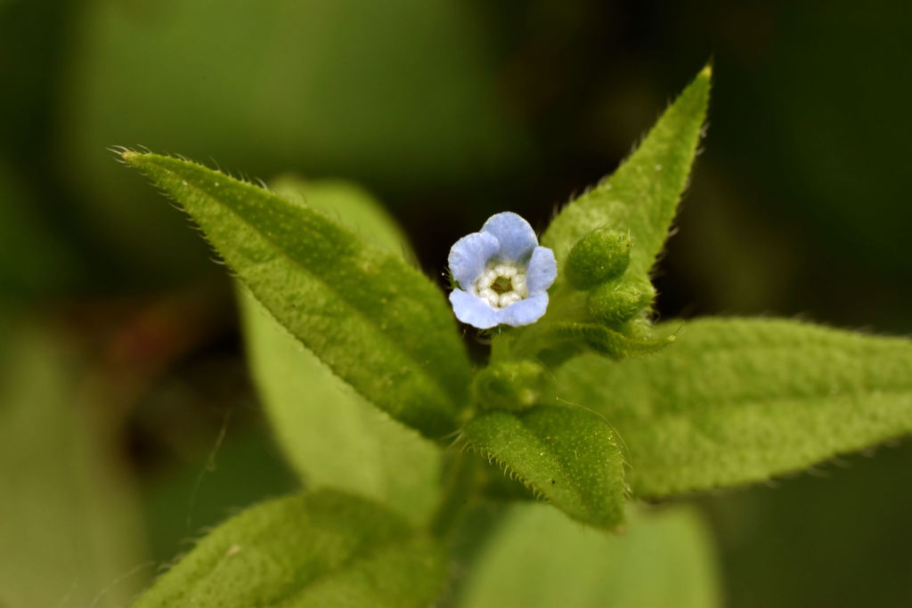 Hackelia sp. (Stickseed), native California perennial
