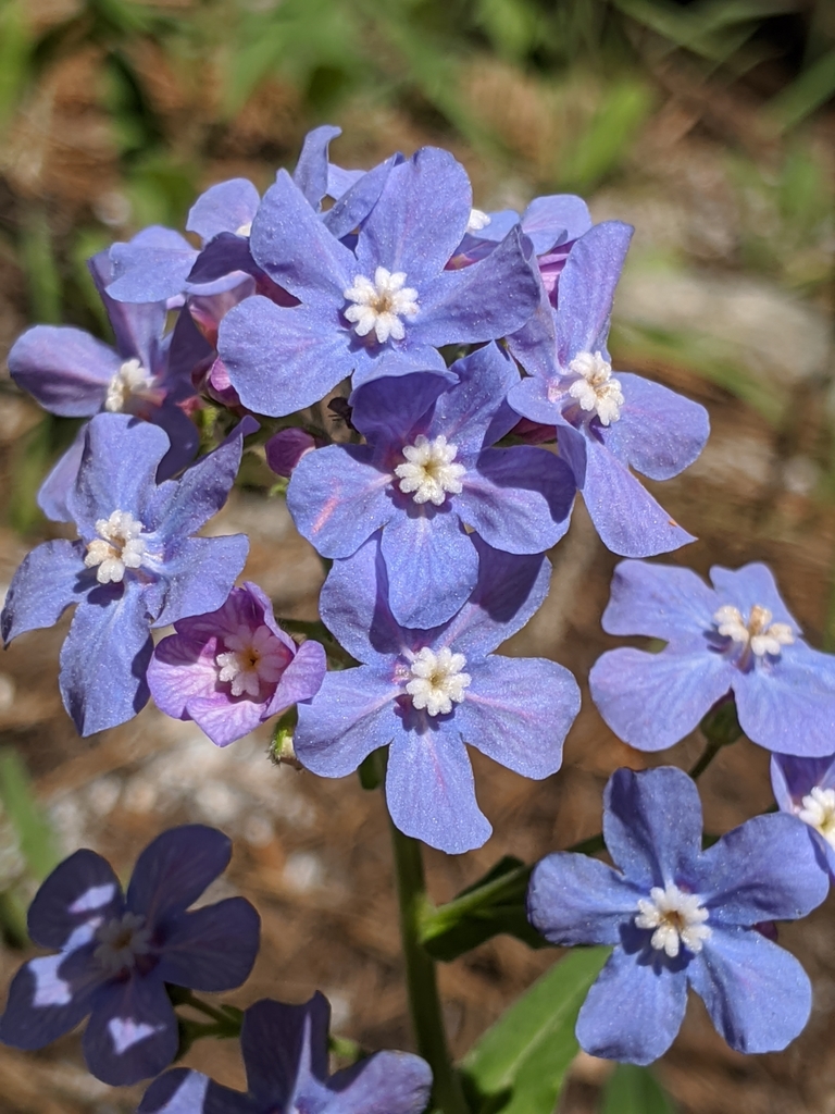 Hackelia velutina (Velvety stickseed), native California herb