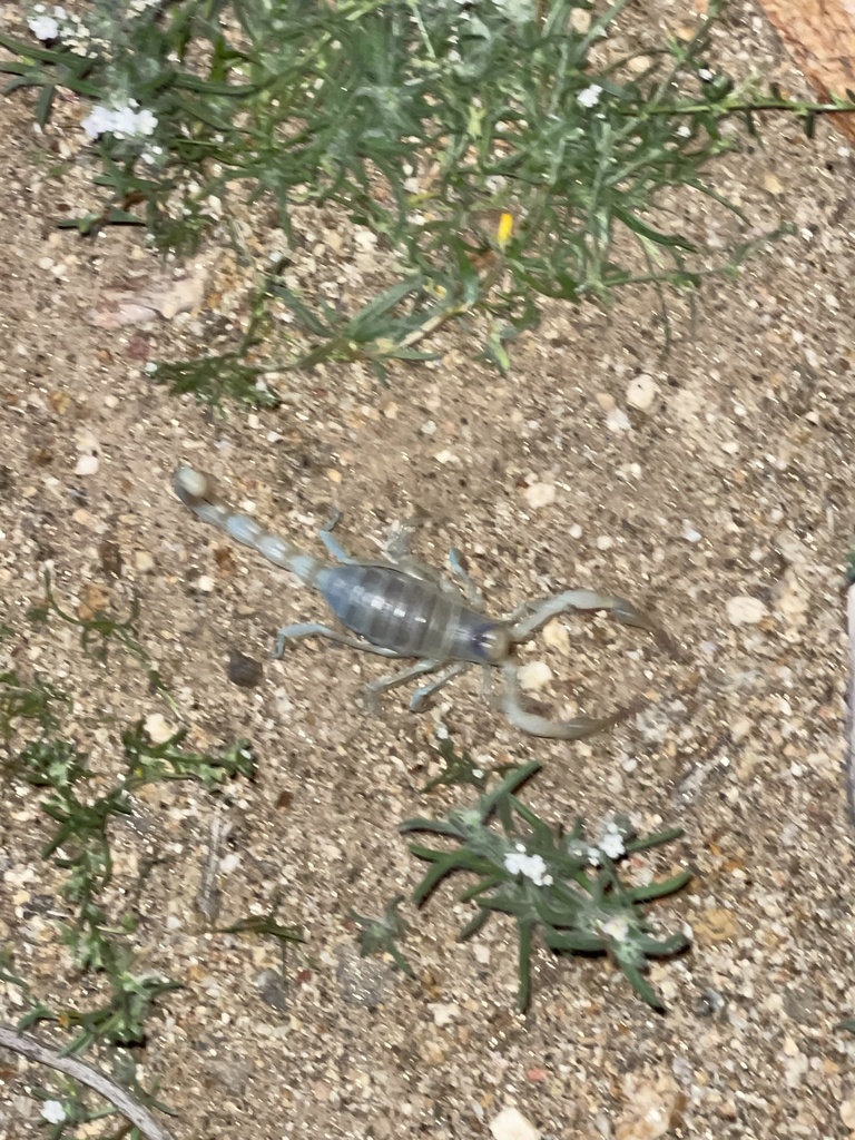 Hadrurus arizonensis (Desert Hairy Scorpion), California species
