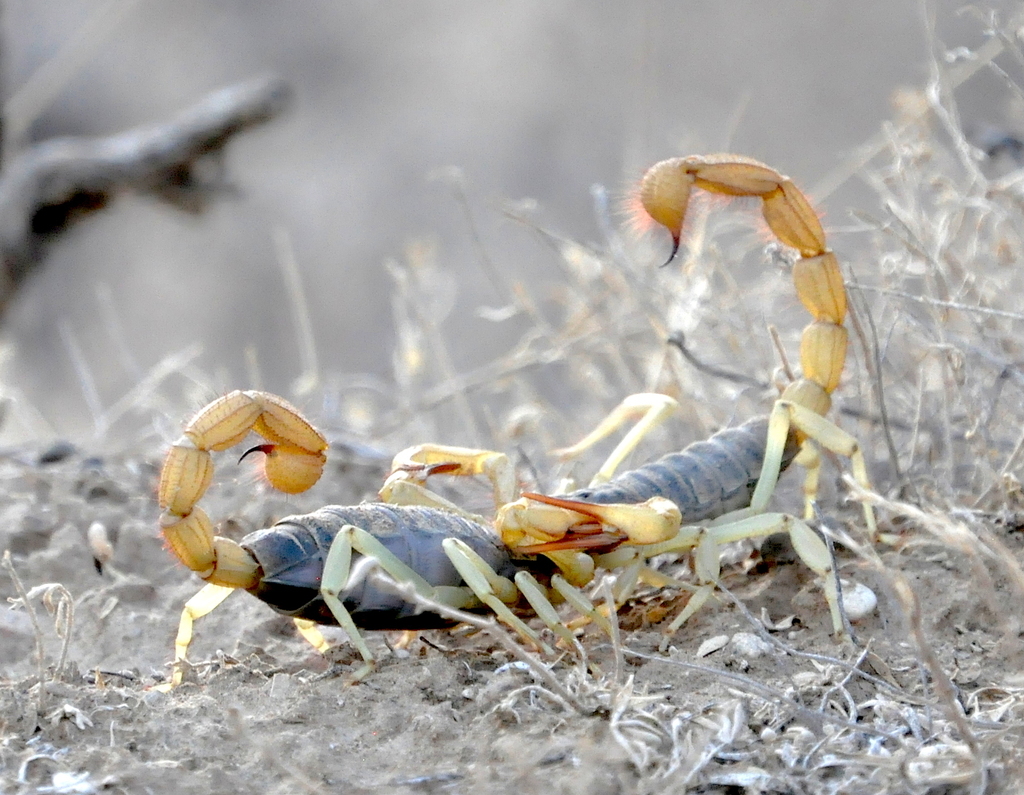 Hadrurus spadix (Black Hairy Scorpion), California species