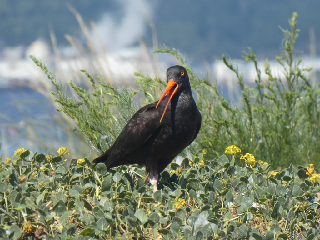 Haematopus bachmani (Black Oystercatcher), California species
