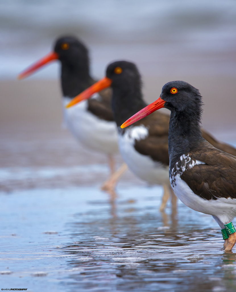 Haematopus palliatus (American Oystercatcher), California species