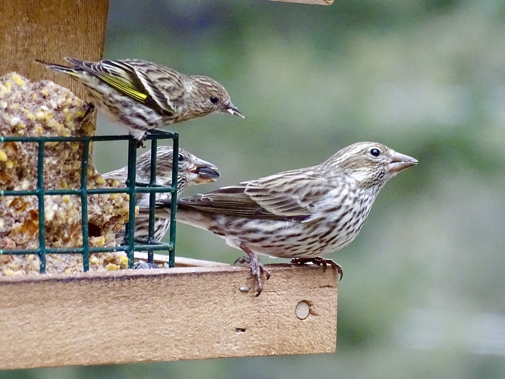 Haemorhous cassinii (Cassin's Finch), California species
