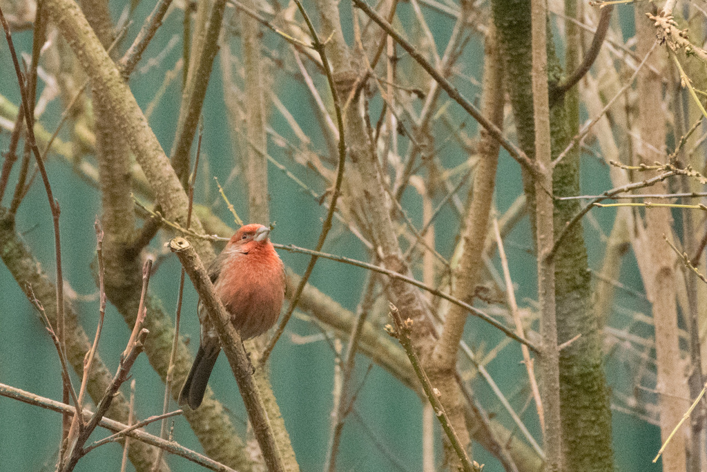 Haemorhous mexicanus (House Finch), California species