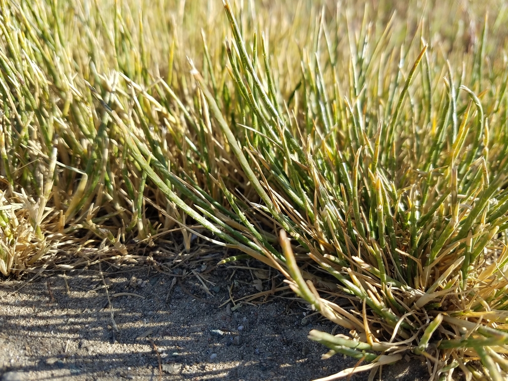 Hainardia cylindrica (Barbgrass), non-native California grass