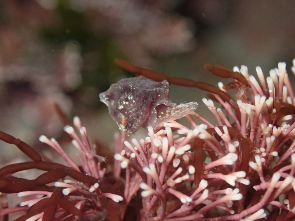 Hainotis sharonae, California species