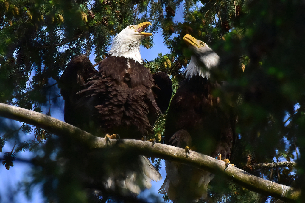 Haliaeetus leucocephalus (Bald eagle), California species