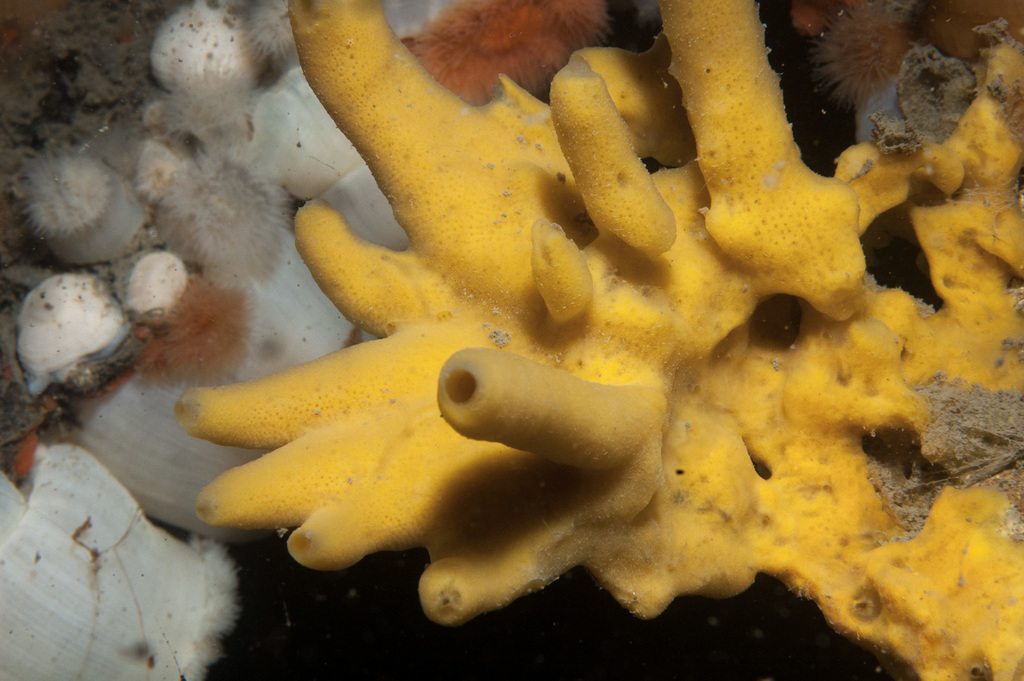 Halichondria panicea (Bread-crumb Sponge), California species