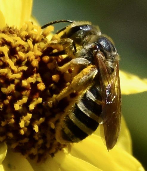 Halictus farinosus (Wide-striped Sweat Bee), California species