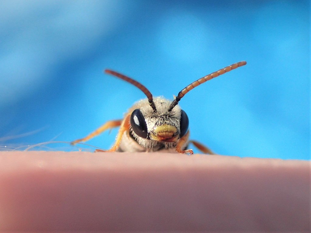 Halictus harmonius (Haromonius Halictid Bee), California species