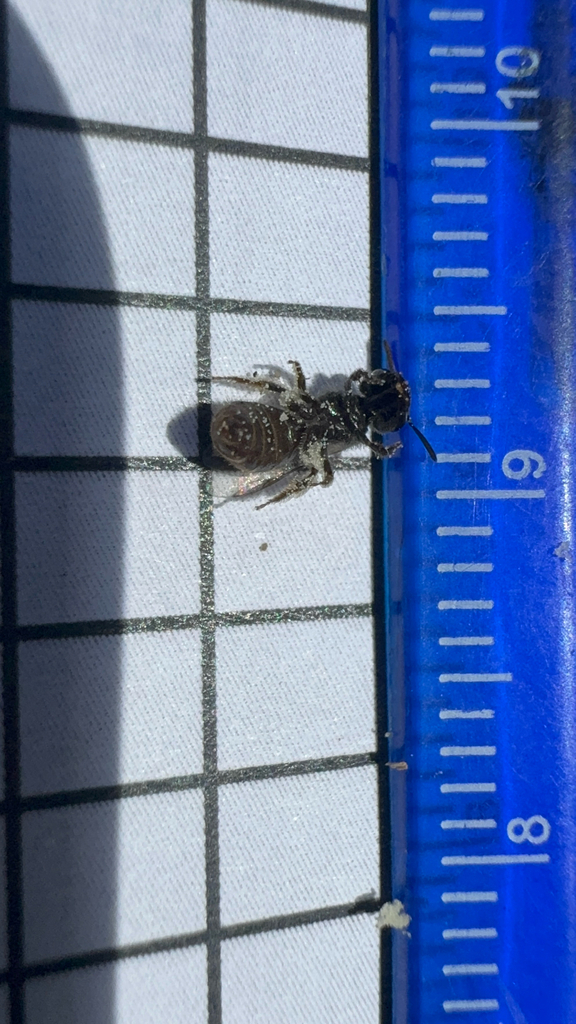 Halictus tripartitus (Tripartite Sweat Bee), California species