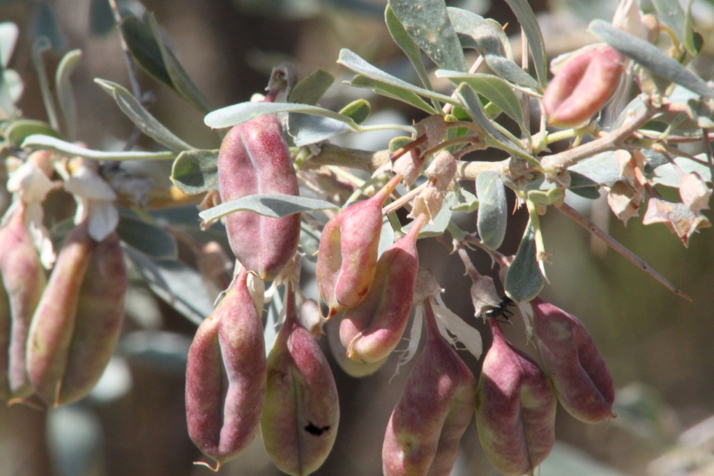 Halimodendron halodendron (Russian salt tree), non-native California shrub
