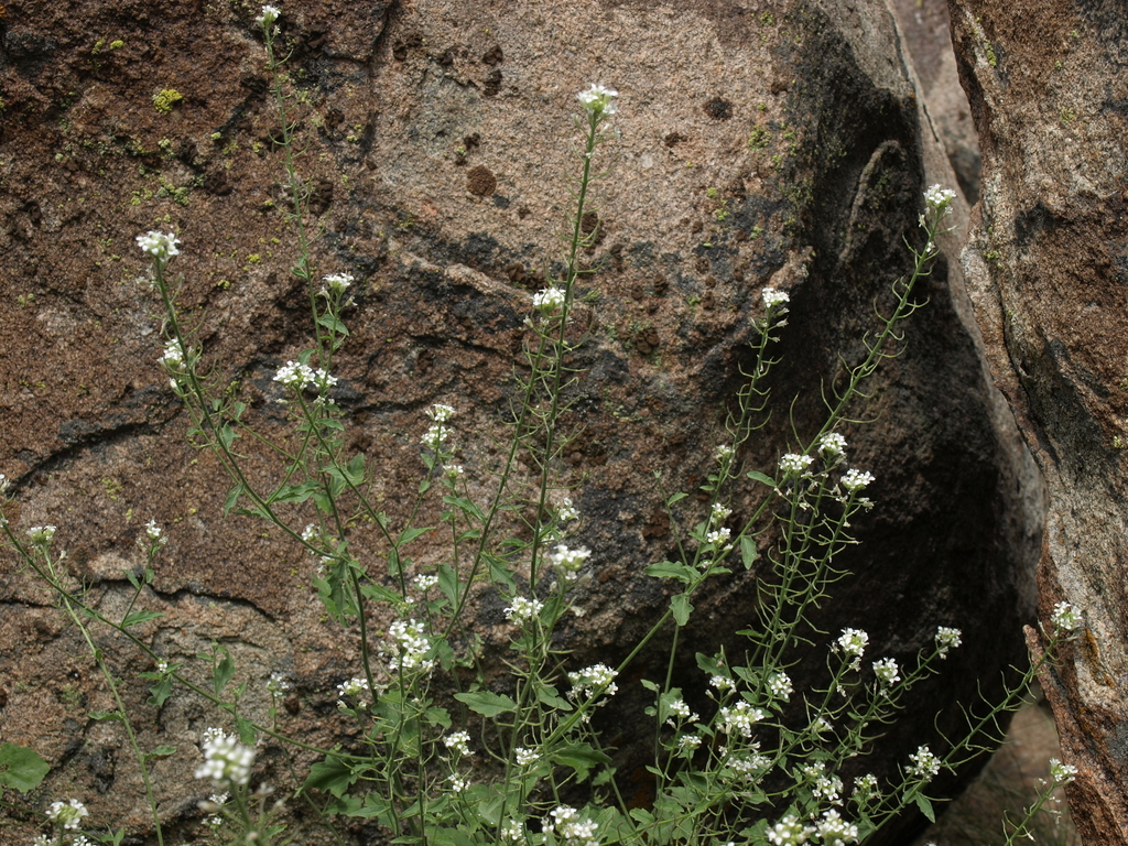 Halimolobos jaegeri (Jaeger's halimolobos), native California subshrub