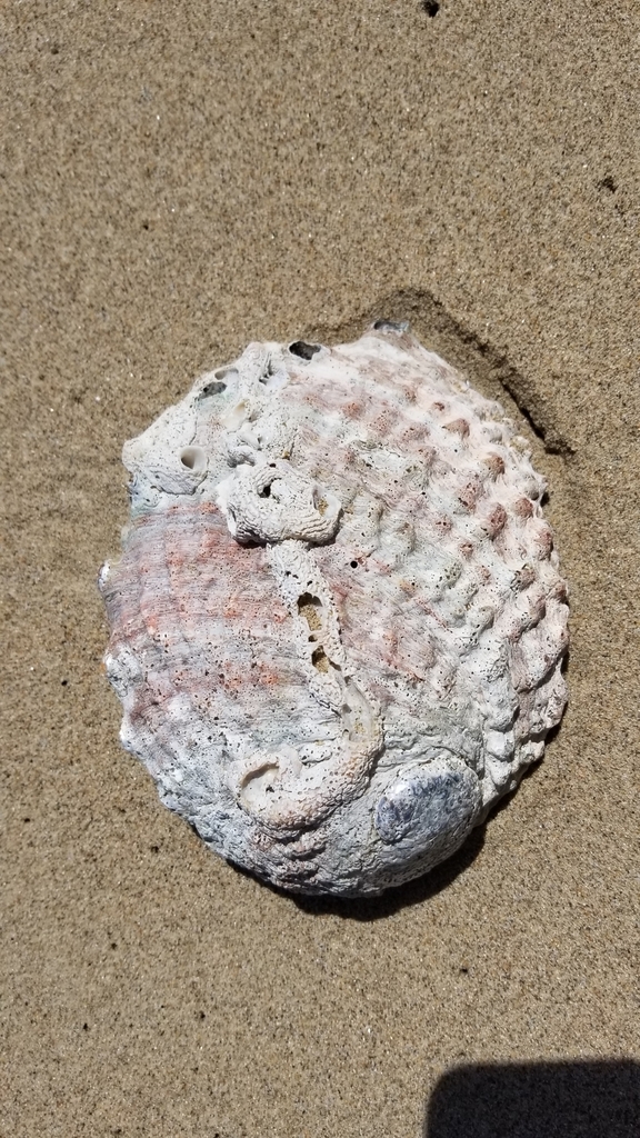 Haliotis corrugata (Pink Abalone), California species