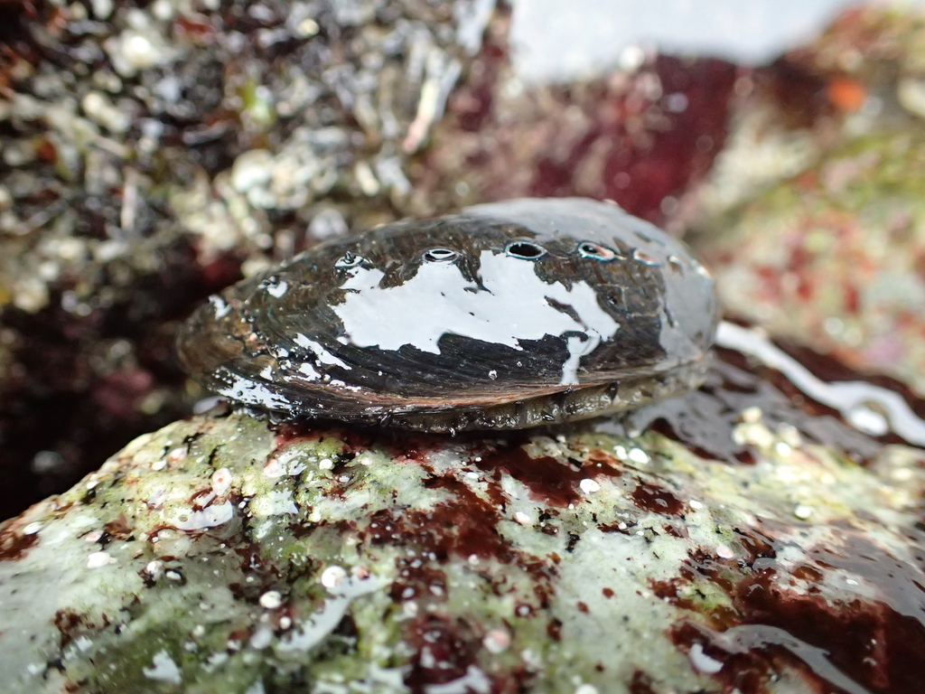 Haliotis cracherodii (Black abalone), California species