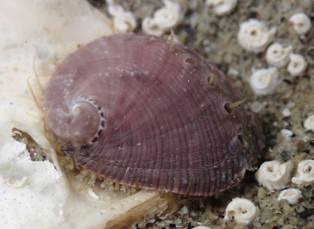 Haliotis fulgens (Green Abalone), California species
