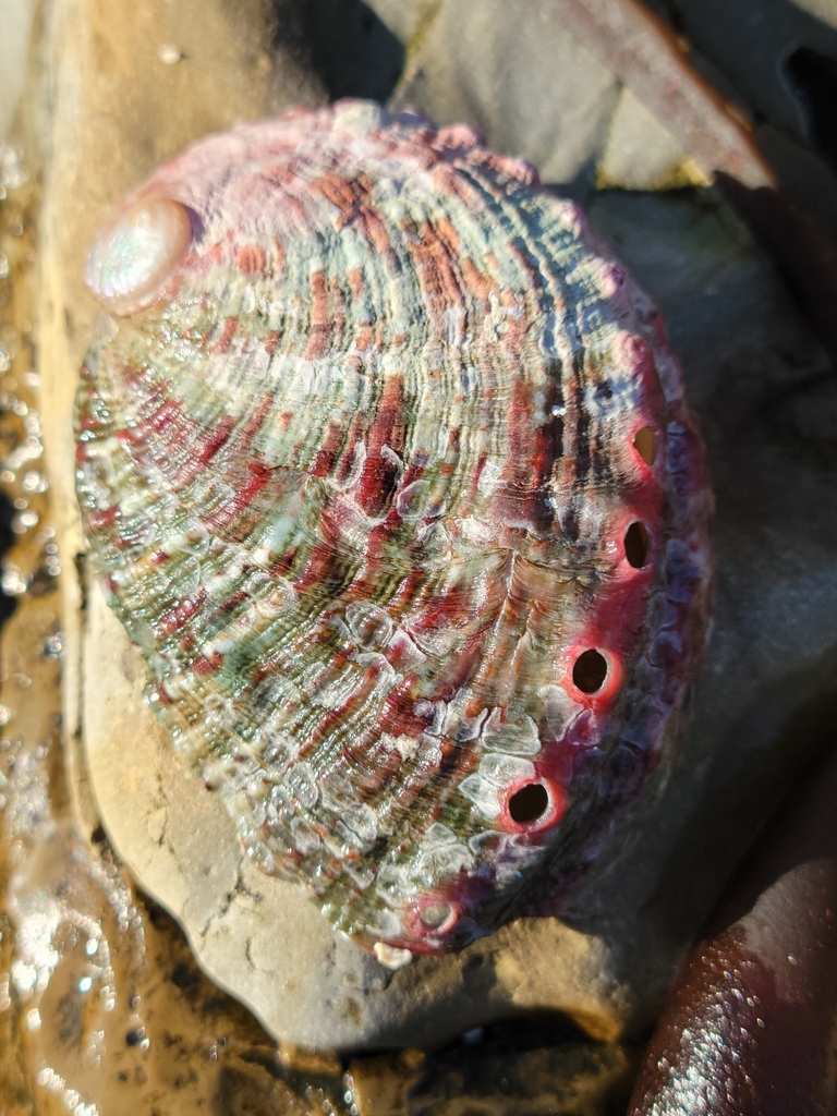 Haliotis kamtschatkana (Pinto Abalone), California species