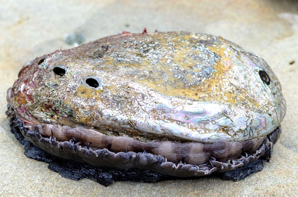 Haliotis rufescens (Red Abalone), California species