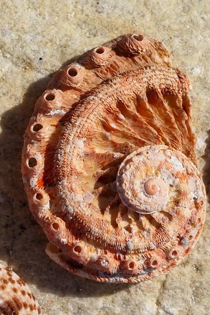 Haliotis sorenseni (White abalone), California species