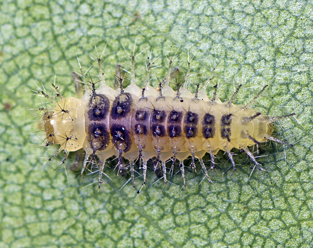 Halmus chalybeus (Steelblue Lady Beetle), California species
