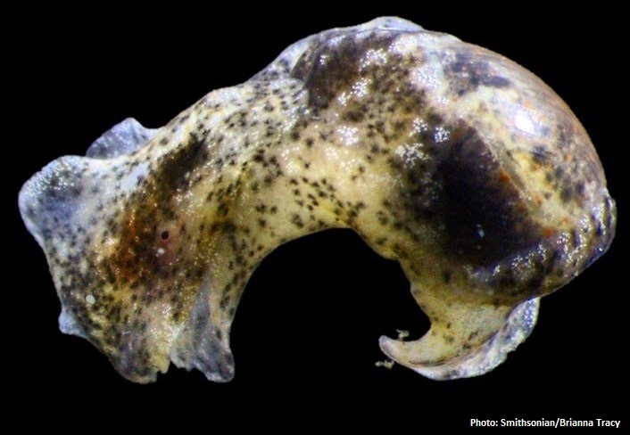Haloa japonica (Japanese Bubble Snail), California species