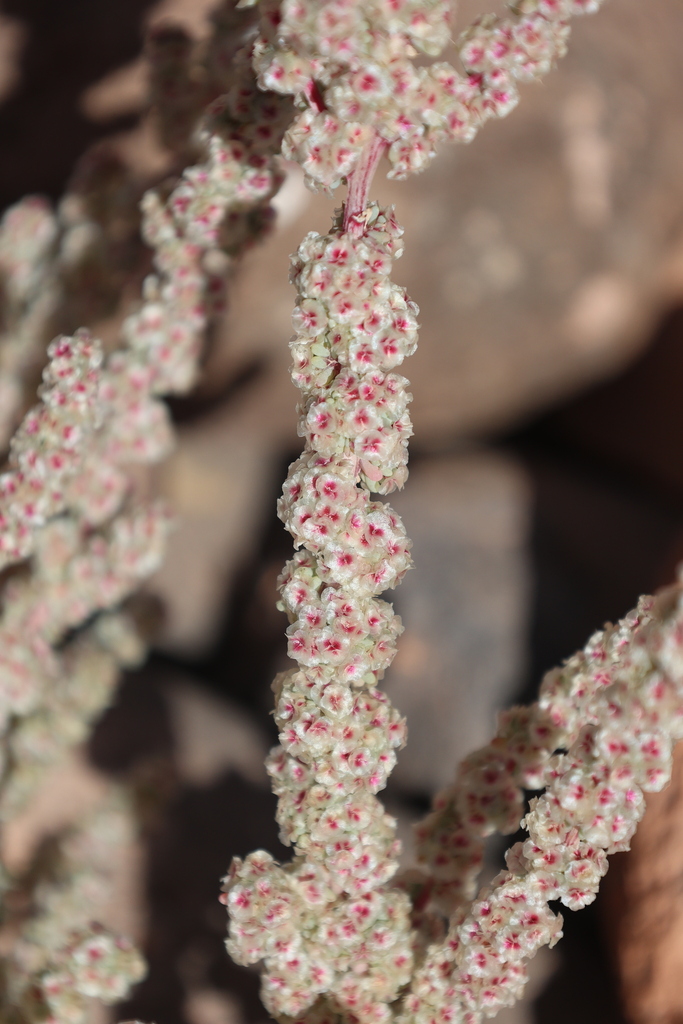 Halogeton glomeratus (Saltlover), non-native California herb