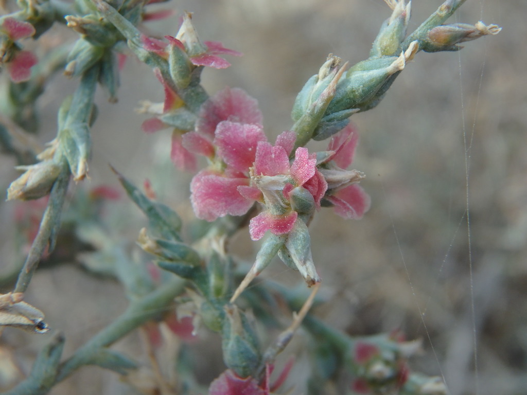 Halogeton sp., non-native California annual