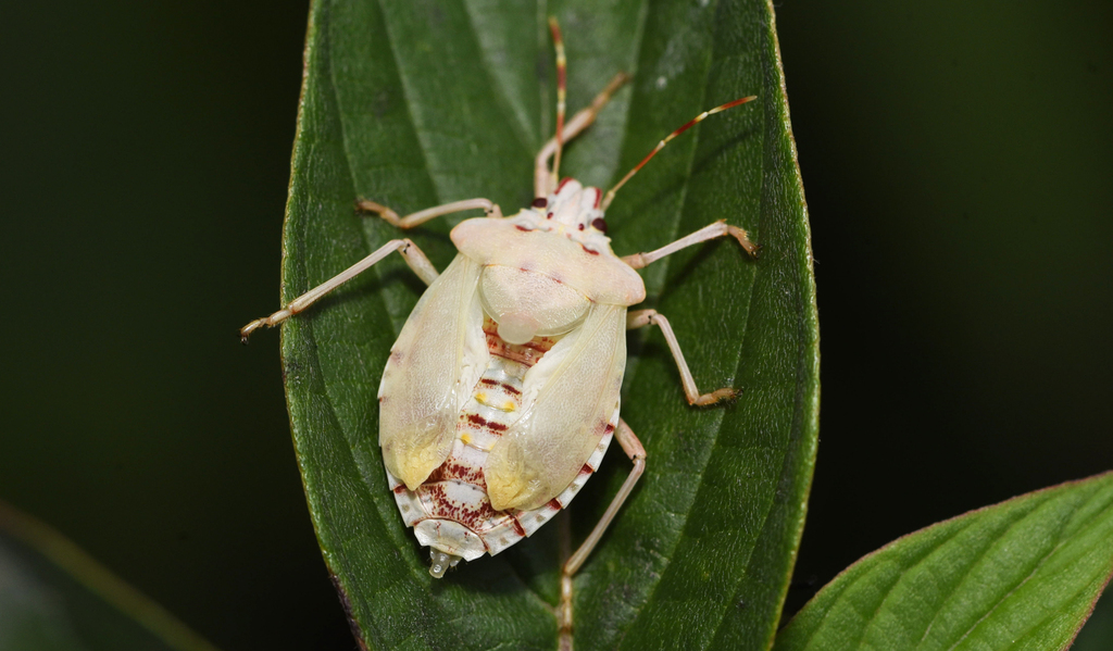 Halyomorpha halys (Brown Marmorated Stink Bug), California species