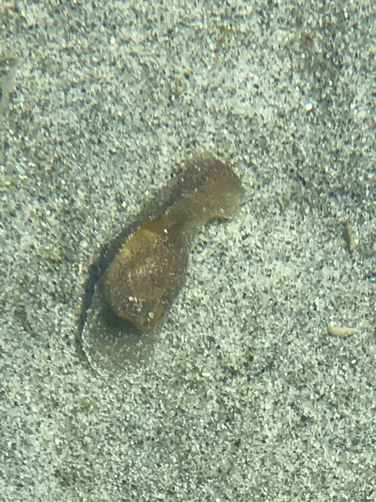 Haminoea vesicula (Blister Glassy-bubble), California species