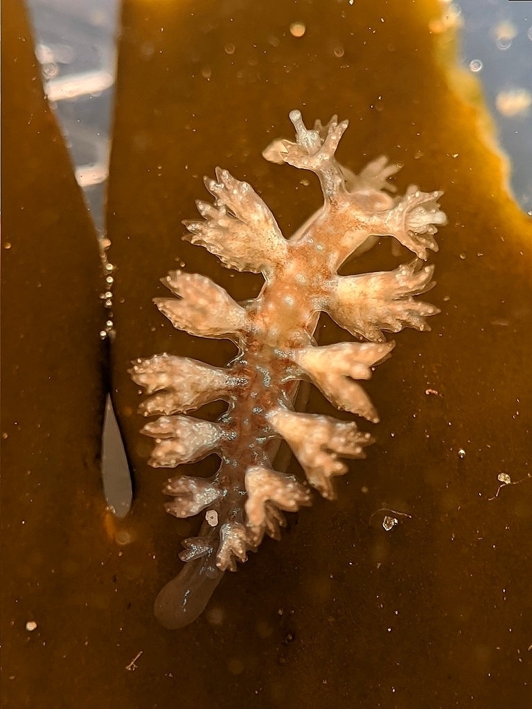 Hancockia californica (Hancock's Nudibranch), California species