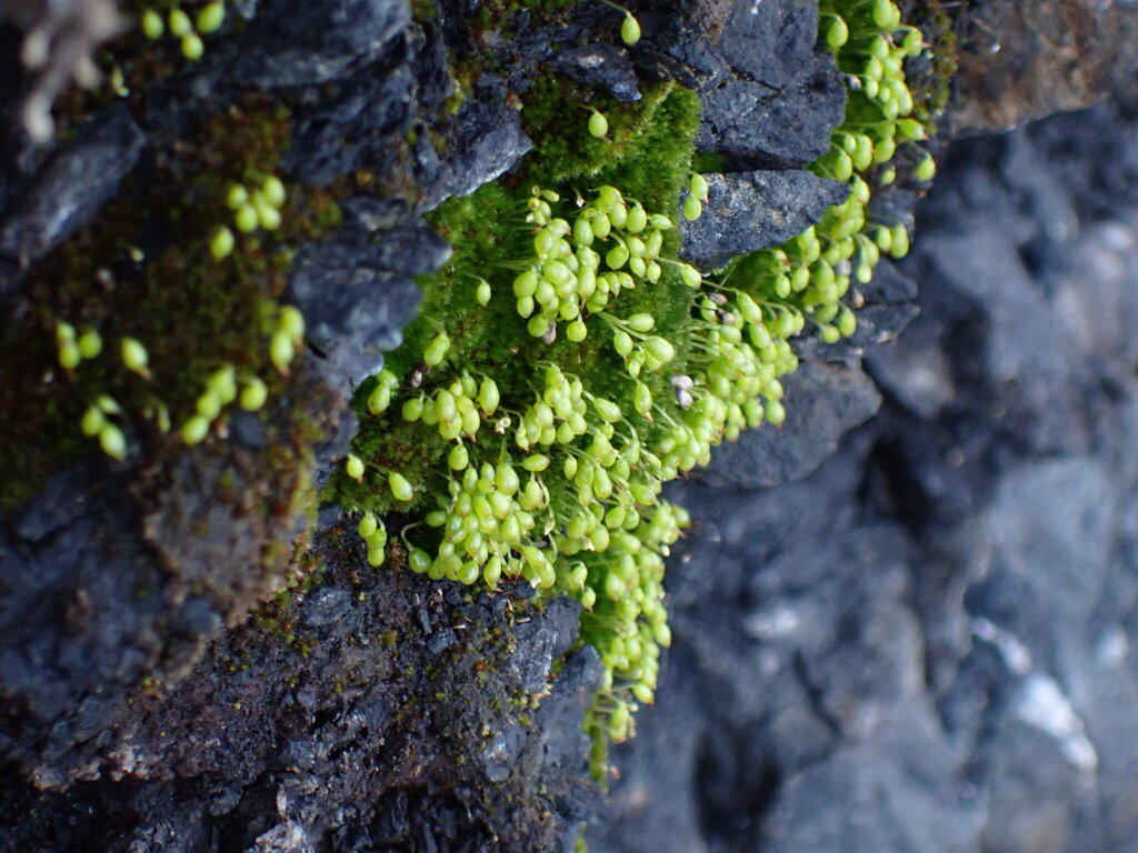 Haplodontium tehamense (Lassen Peak copper moss), California species