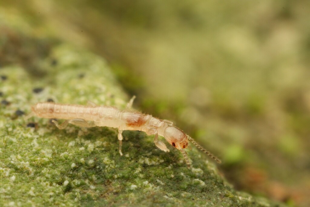 Haploembia solieri, California species