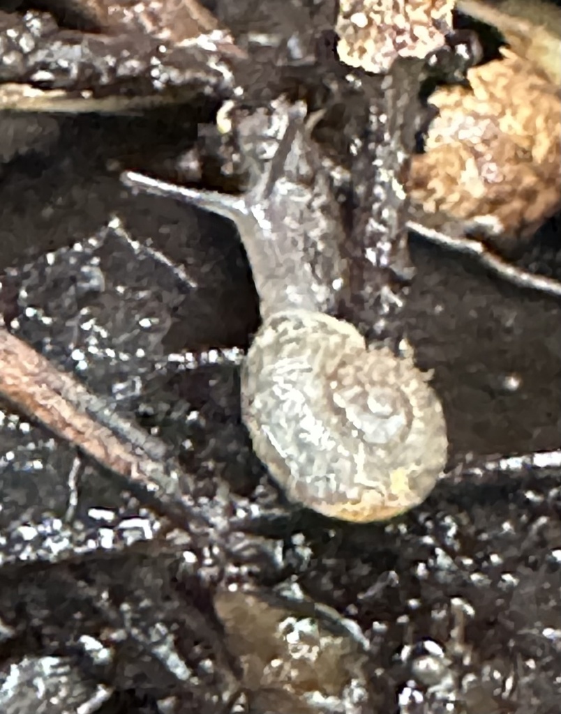 Haplotrema catalinense (Santa Catalina Lancetooth), California species