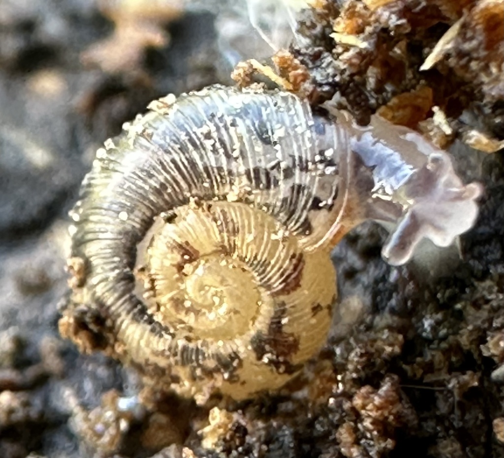 Haplotrema duranti (Ribbed Lancetooth), California species