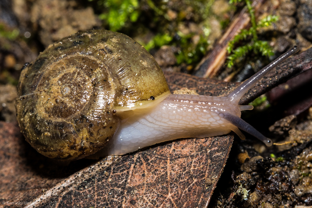 Haplotrema minimum (California Lancetooth Snail), California species