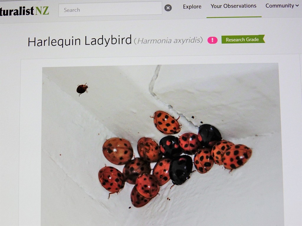 Harmonia axyridis (Asian Lady Beetle), California species