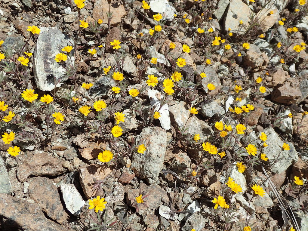 Harmonia hallii (Hall's harmonia), native California herb