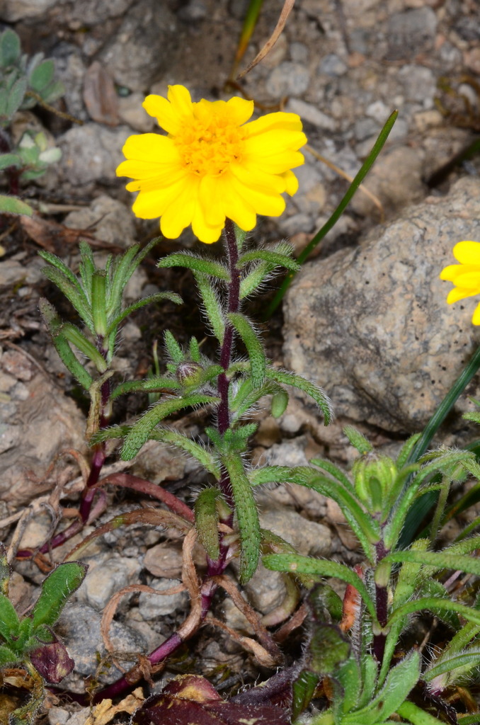 Harmonia nutans (Nodding harmonia), native California herb