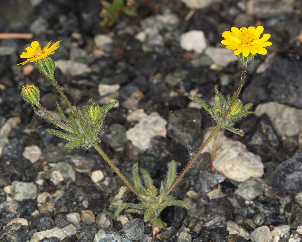 Harmonia stebbinsii (Stebbins' harmonia), native California herb