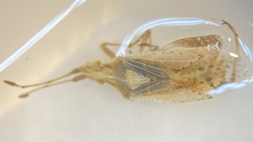 Harmostes reflexulus, California species