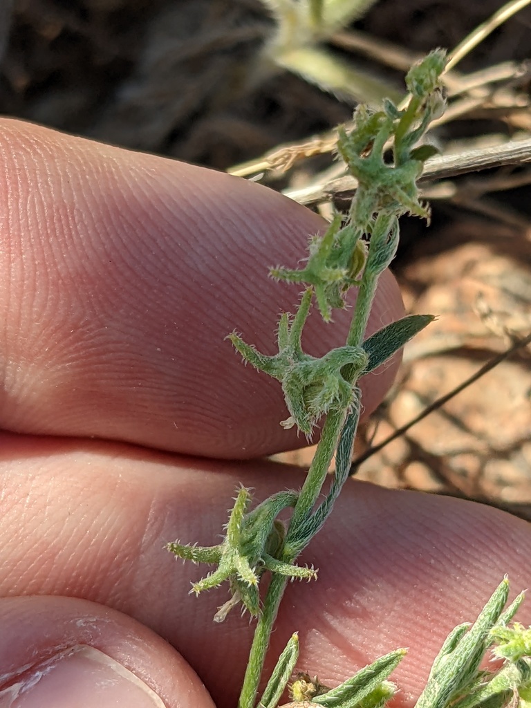 Harpagonella palmeri (Palmer's grapplinghook), native California herb